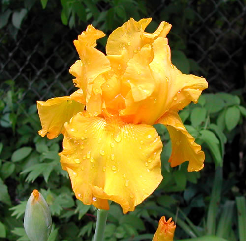 Iris germanica Here Comes the Sun